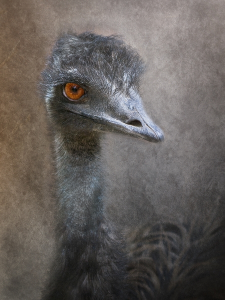 715 - EMU - PUDNEY JAN - australia.jpg